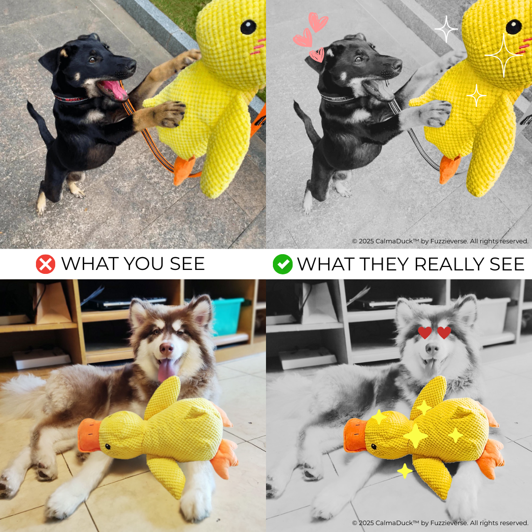 CalmaDuck™
